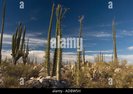 Arbres Boojum Idria columnaris Cirio dans la partie riche du cactus du désert sur le côté ouest de la Basse Californie, Mexique Banque D'Images