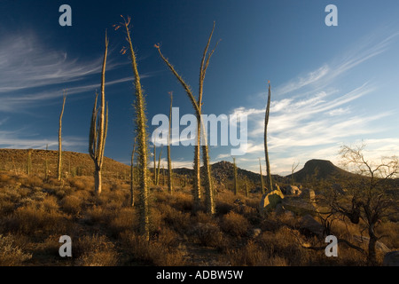 Arbres Boojum Idria columnaris Cirio dans la partie riche du cactus du désert sur le côté ouest de la Basse Californie, Mexique Banque D'Images