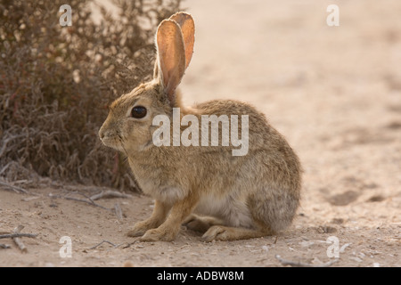 Lapin Sylvilagus bachmani pinceau en zone de dunes sur la côte ouest de la Basse Californie au Mexique Banque D'Images