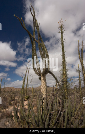 Arbres Boojum Idria columnaris Cirio dans la partie riche du cactus du désert sur le côté ouest de la Basse Californie Banque D'Images