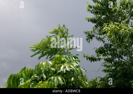 Le feuillage de jungle tropicale en Amérique du Sud avec Stormy Sky Banque D'Images