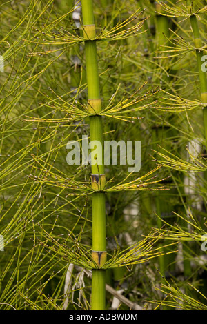 Un géant de prêle Equisetum giganteum Banque D'Images