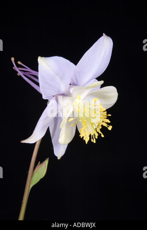 Aquilegia Ancolie étoile bleue sur fond noir Banque D'Images