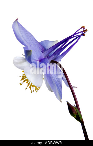 Aquilegia Ancolie étoile bleue sur un fond blanc. Banque D'Images