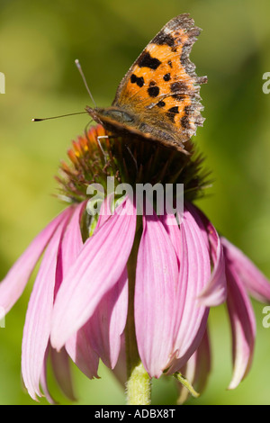 Echinacea purpurea et petit papillon écaille Banque D'Images