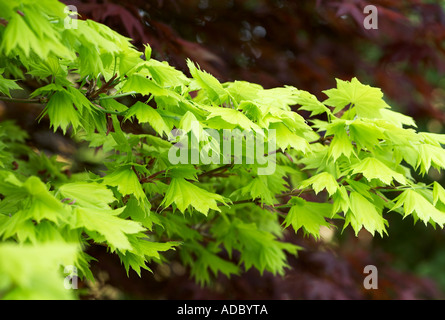 Acer japonicum Aureum Acer d'or japonais montrant les feuilles de printemps Banque D'Images