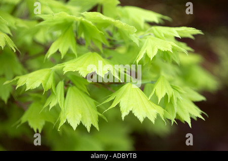 Acer japonicum Aureum Acer d'or japonais montrant les feuilles de printemps Banque D'Images