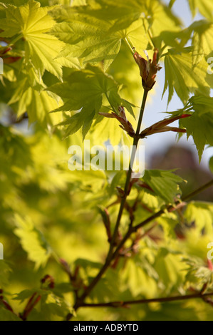 Acer japonicum Aureum Acer d'or japonais montrant les feuilles de printemps Banque D'Images