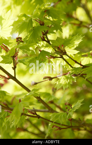 Acer japonicum Aureum Acer d'or japonais montrant les feuilles de printemps Banque D'Images