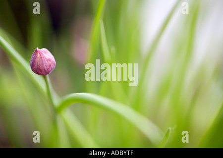 Alium schoenoprasum ciboulette Banque D'Images