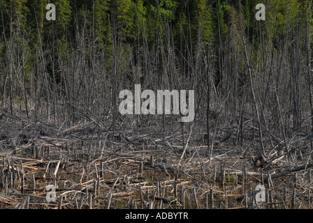 Arbres morts Québec Canada Banque D'Images