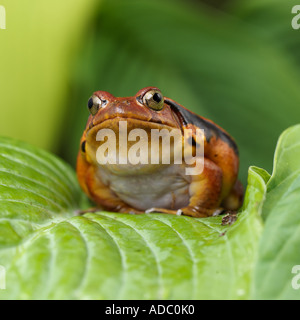 Dyscorphus guineti Grenouille Tomate malgache Banque D'Images