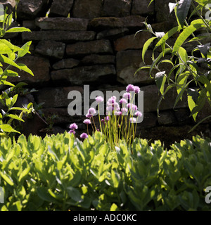 Alium schoenoprasum ciboulette Banque D'Images