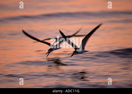 Black Skimmer Rynchops niger adultes en vol au coucher du soleil de pêche Fort Meyers Florida USA Dezember 1998 Banque D'Images