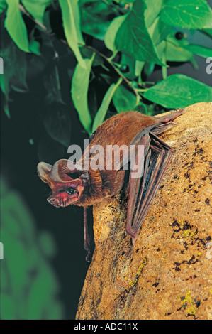 Grand tuberculata Nyctinomops macrotis Montagnes Chiricahua Cochise Comté ARIZONA United States Juin Banque D'Images