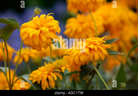 Les marigoles d'orange (Calendula officinalis) contre un fond noir de fleurs de maïs bleues en été Banque D'Images
