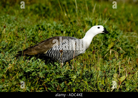 Cauquen mâle, Caiquen (Chloephaga picta), dans la région de Tierra del Fuego, Argentina Banque D'Images