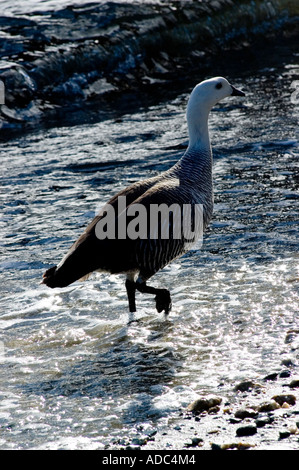 Cauquen mâle, Caiquen (Chloephaga picta), dans la région de Tierra del Fuego, Argentina Banque D'Images