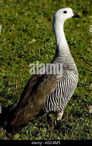 Cauquen mâle, Caiquen (Chloephaga picta), dans la région de Tierra del Fuego, Argentina Banque D'Images