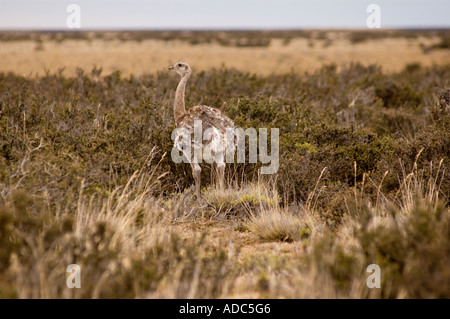 Choique ñandú petiso également connu comme (pterocnemia pennata) dans la région de Parque Nacional Monte Leon, Santa Cruz, Argentine Banque D'Images