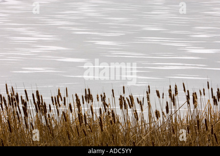 Colonie de quenouilles (Typha latifolia) le long de la rive de l'étang de castor congelé avec une plus grande, les modèles snowdrift Sudbury, Ontario, Canada Banque D'Images