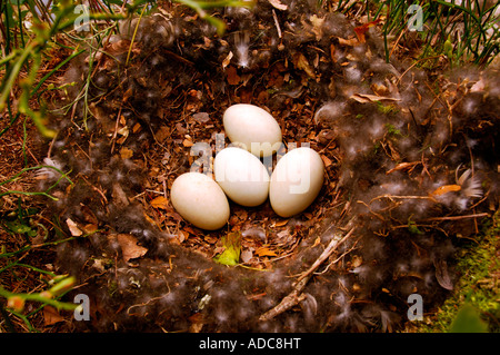 Quatre gros oeufs de canard dans un nid de feuilles et brindilles plumes Banque D'Images