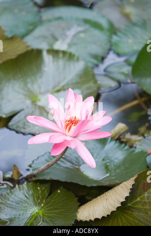 Water Lilies Banque D'Images