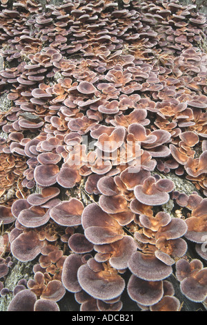 Les champignons champignon poussant sur souche d'arbre mort Banque D'Images