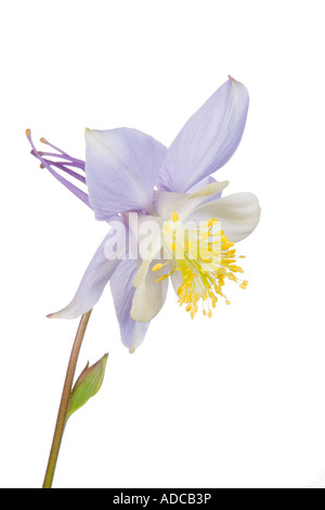 Aquilegia Ancolie étoile bleue sur un fond blanc. Banque D'Images