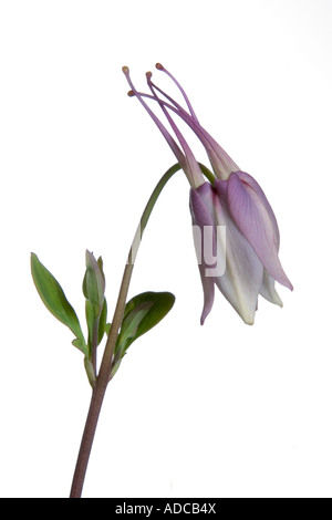 Aquilegia Ancolie étoile bleue sur un fond blanc. Banque D'Images