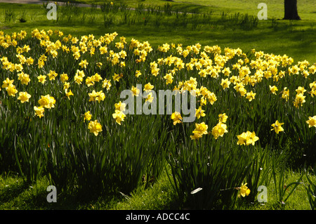 Les jonquilles dans St James's Park, London, England, UK Banque D'Images