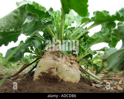 Dans le domaine de la betterave Beta vulgaris ALTISSIMA agriculture agriculture travail du sol de culture d'ameublissement d'élevage Banque D'Images