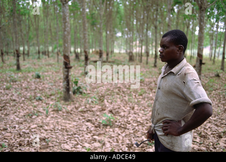 Plantation d'hévéa, de la Côte d'Ivoire Banque D'Images