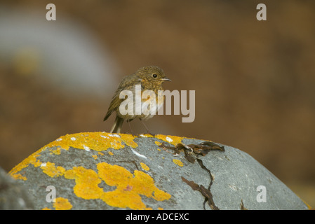 Erithacus rubecula aux abords de la mue juvénile dans son plumage d'adulte Banque D'Images