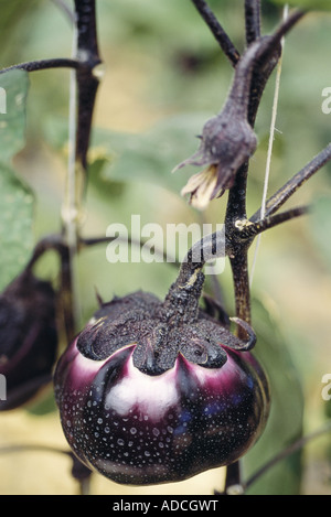 De plus en plus de l'Aubergine Banque D'Images