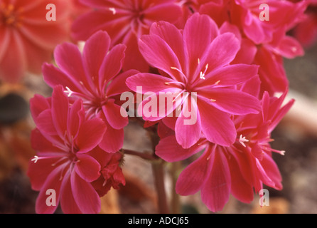 Lewisia cotyledon Banque D'Images