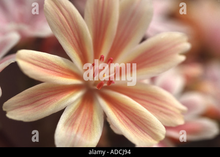 Lewisia cotyledon Banque D'Images