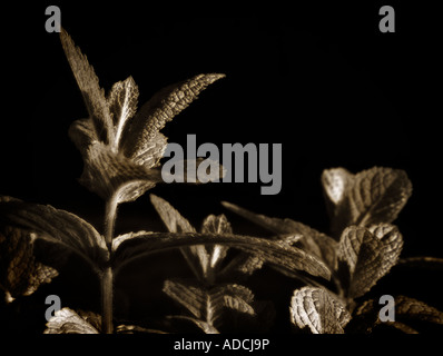 Close up of Mentha menthe (feuilles) Banque D'Images