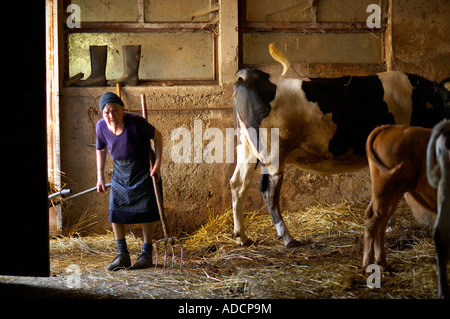 Femme dans une salle de traite, dans une ferme près de Preci Ombrie Italie NR Banque D'Images