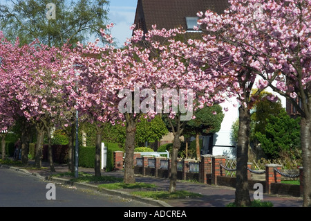 Cherrytrees en pleine floraison Banque D'Images
