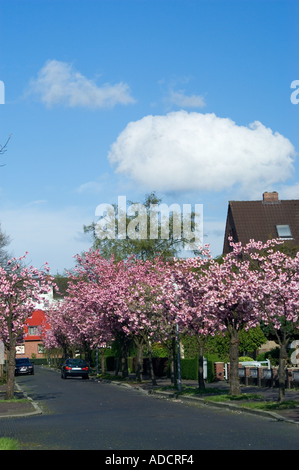 Cherrytrees en pleine floraison Banque D'Images