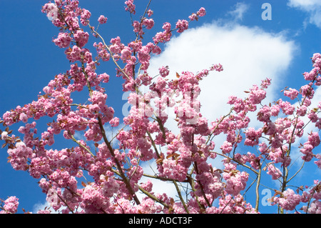 Cherrytrees en pleine floraison Banque D'Images