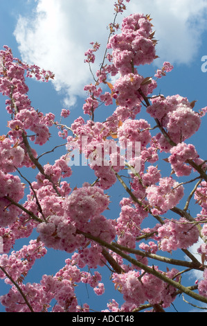 Cherrytrees en pleine floraison Banque D'Images