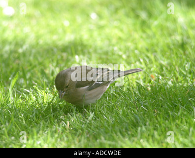 Chaffinch poule à graines sur une pelouse Fringilla coelebs Banque D'Images