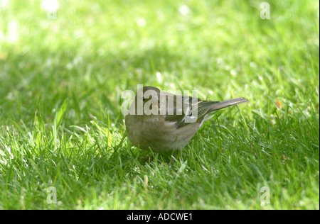 Chaffinch poule à graines sur une pelouse Fringilla coelebs Banque D'Images