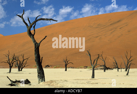 Camelthorn arbres dans Dead Vlei Namibie Banque D'Images