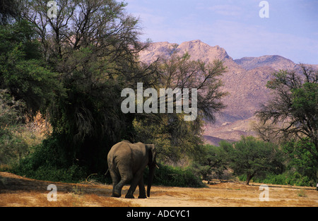 L'éléphant du désert namibien marcher dans une rivière Banque D'Images