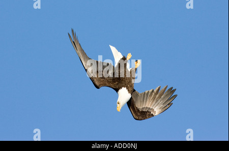 Pygargue à tête blanche Haliaeetus leucocephalus Homer ALASKA USA Adultes février à l'envers laissant tomber sur le poisson Accipitridae Banque D'Images