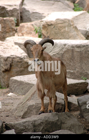 Ammotragus lervia Mouflon également appelé Aoudad ou Arrui Banque D'Images