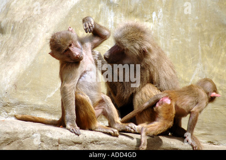 Nettoyage babouin adultes peu papio Papio hamadryas Hamadryas Baboon aussi appelé Banque D'Images